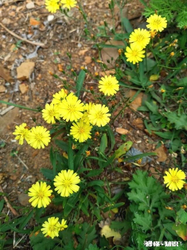 又到拍摄花儿的季节，如何利用花儿的美丽来抒发情感