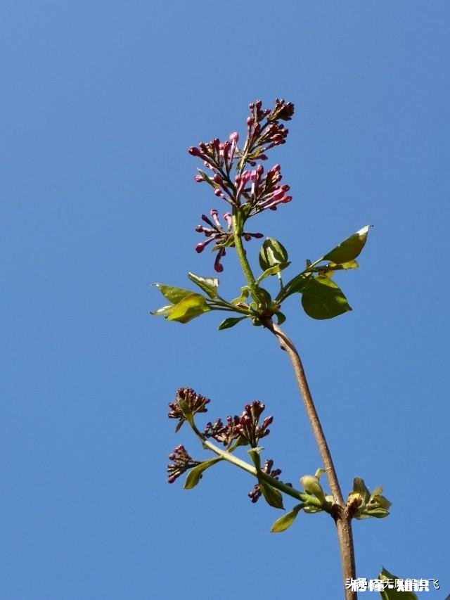 又到拍摄花儿的季节，如何利用花儿的美丽来抒发情感
