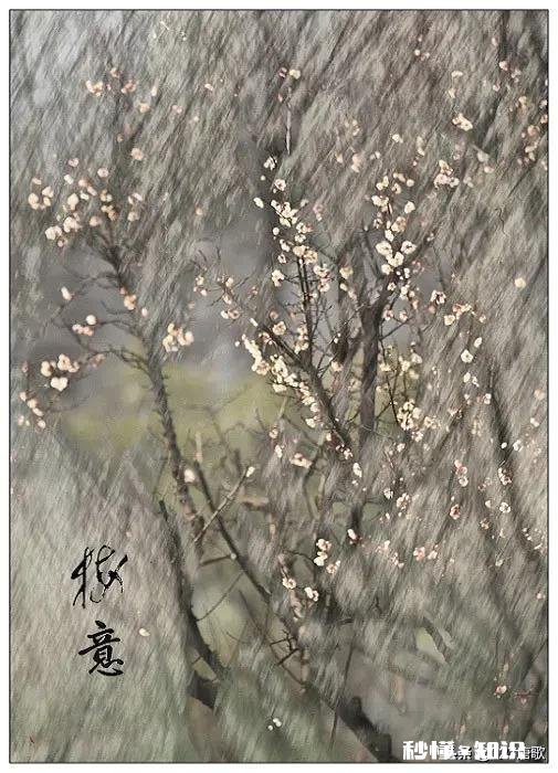 又到拍摄花儿的季节，如何利用花儿的美丽来抒发情感