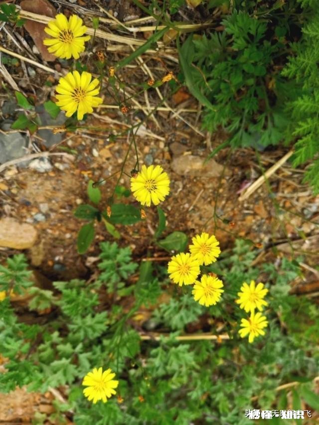 又到拍摄花儿的季节，如何利用花儿的美丽来抒发情感