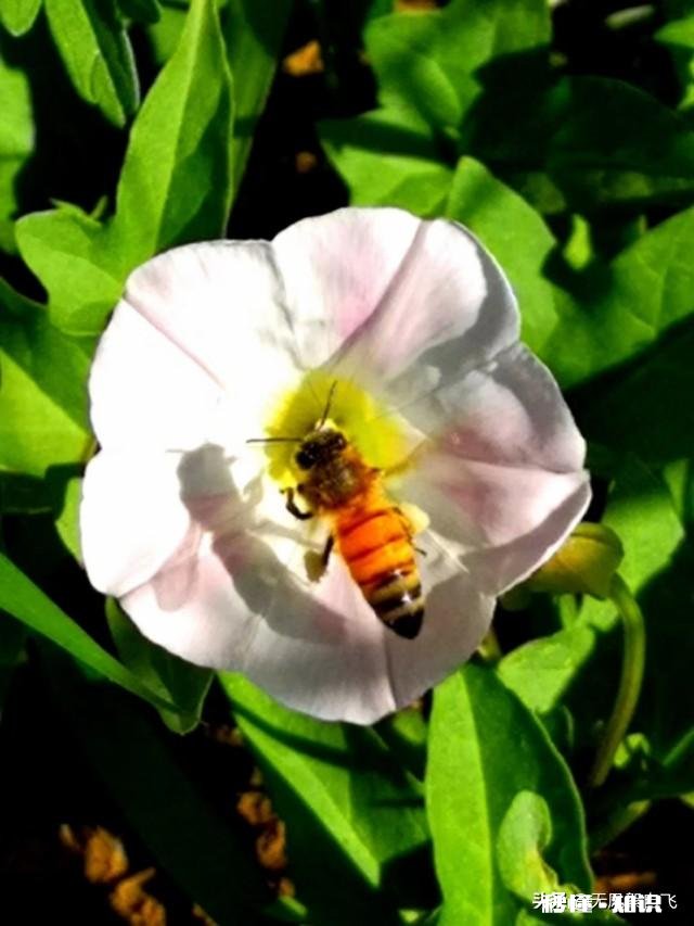 又到拍摄花儿的季节，如何利用花儿的美丽来抒发情感