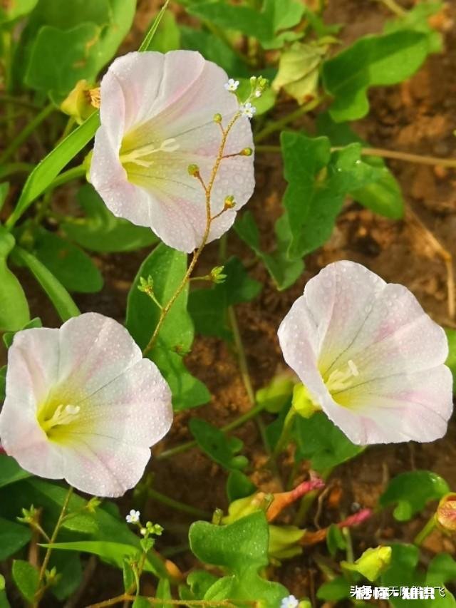 又到拍摄花儿的季节，如何利用花儿的美丽来抒发情感