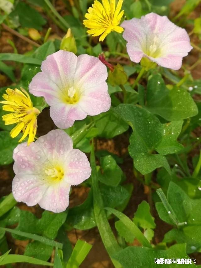 又到拍摄花儿的季节，如何利用花儿的美丽来抒发情感