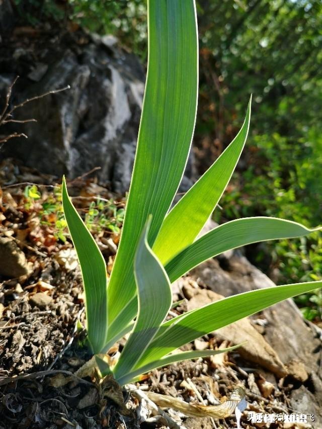 又到拍摄花儿的季节，如何利用花儿的美丽来抒发情感