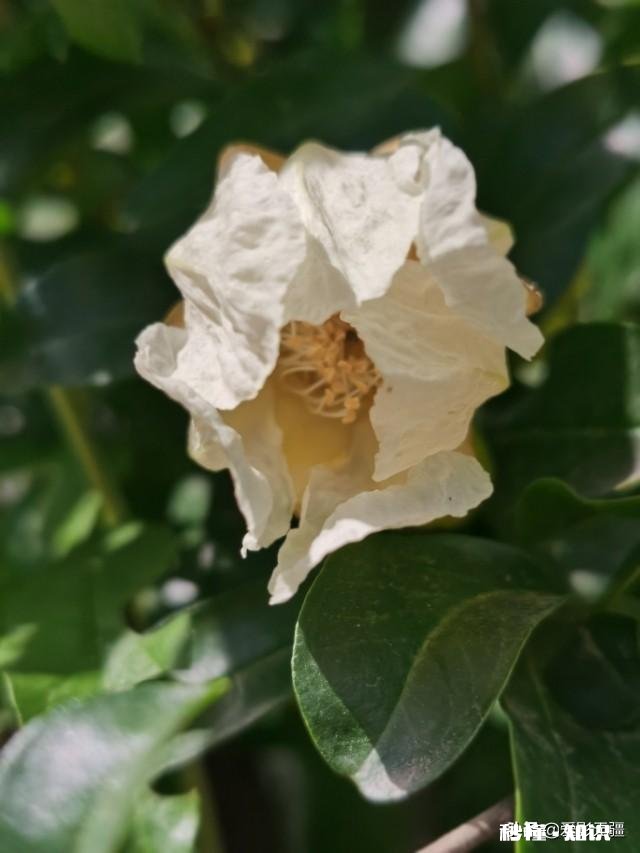 又到拍摄花儿的季节，如何利用花儿的美丽来抒发情感