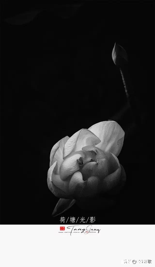 又到拍摄花儿的季节，如何利用花儿的美丽来抒发情感