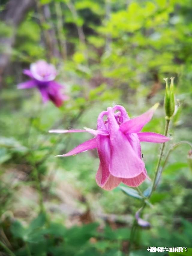 又到拍摄花儿的季节，如何利用花儿的美丽来抒发情感