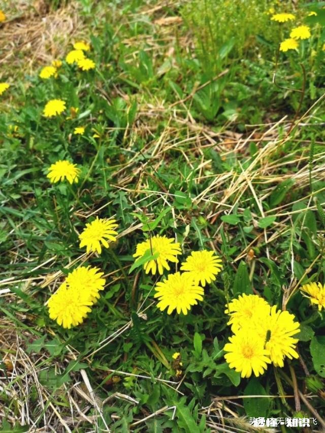 又到拍摄花儿的季节，如何利用花儿的美丽来抒发情感