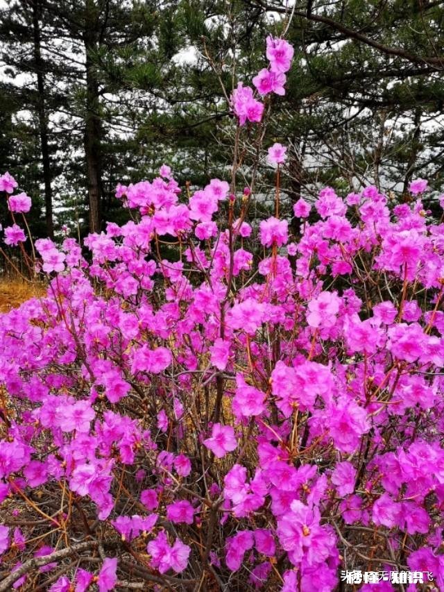 又到拍摄花儿的季节，如何利用花儿的美丽来抒发情感