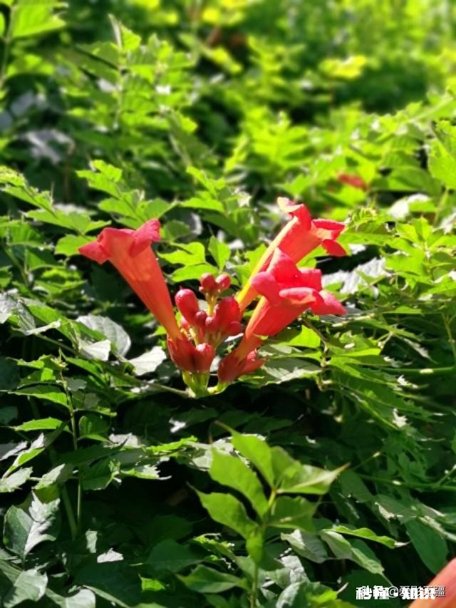 又到拍摄花儿的季节，如何利用花儿的美丽来抒发情感