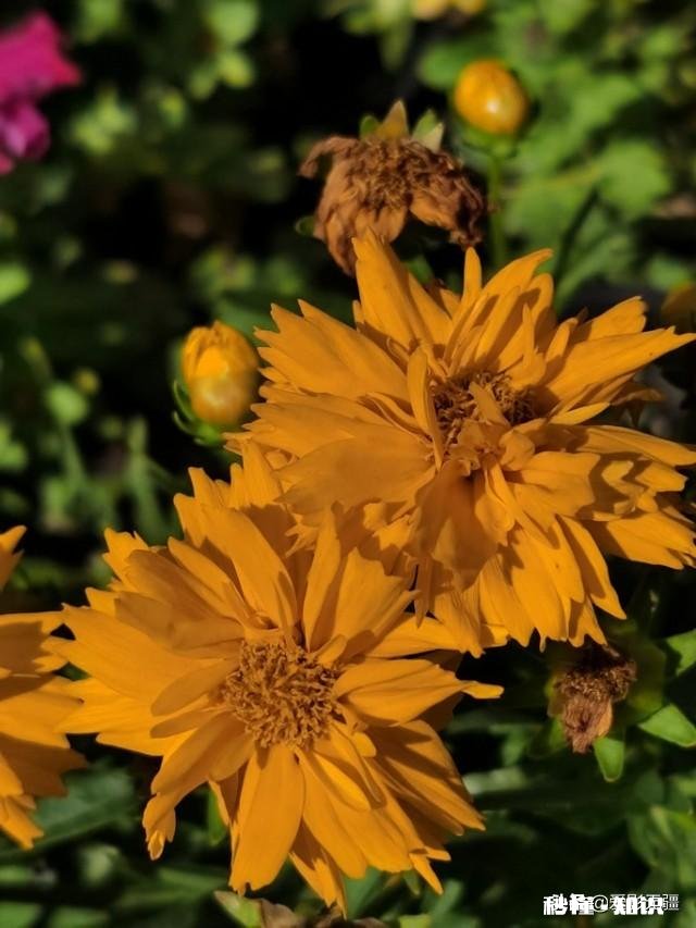 又到拍摄花儿的季节，如何利用花儿的美丽来抒发情感