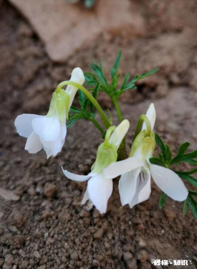 又到拍摄花儿的季节，如何利用花儿的美丽来抒发情感