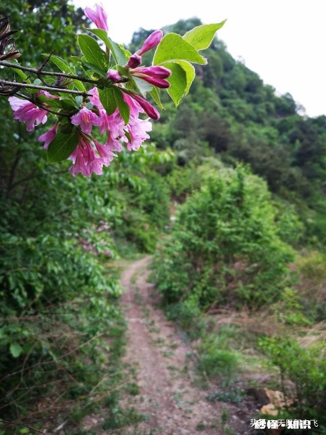 又到拍摄花儿的季节，如何利用花儿的美丽来抒发情感