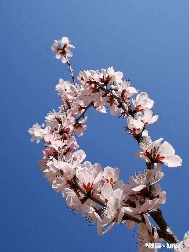 又到拍摄花儿的季节，如何利用花儿的美丽来抒发情感