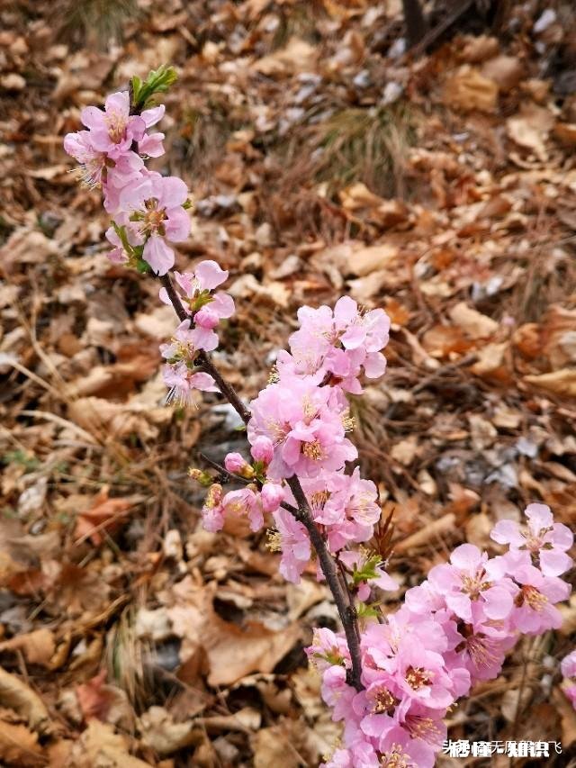 又到拍摄花儿的季节，如何利用花儿的美丽来抒发情感