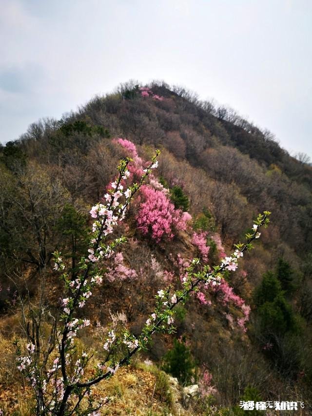又到拍摄花儿的季节，如何利用花儿的美丽来抒发情感