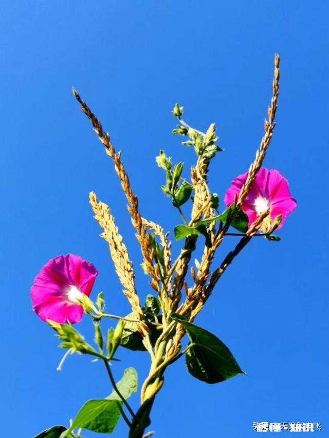 又到拍摄花儿的季节，如何利用花儿的美丽来抒发情感