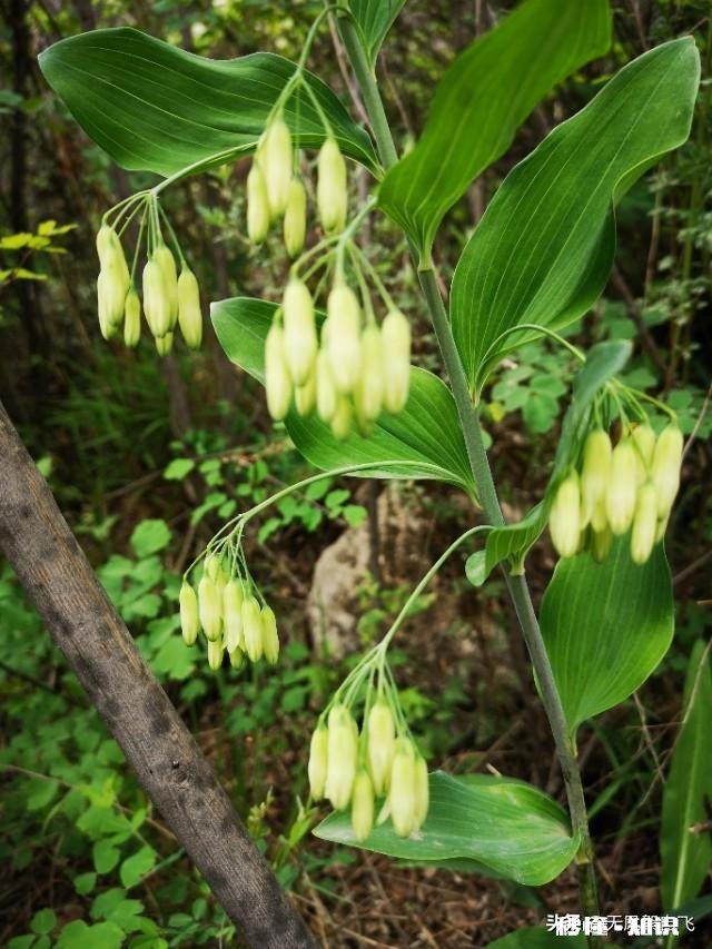 又到拍摄花儿的季节，如何利用花儿的美丽来抒发情感