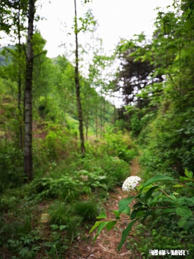 又到拍摄花儿的季节，如何利用花儿的美丽来抒发情感