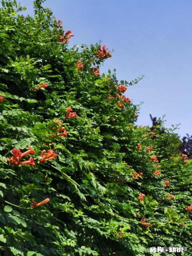 又到拍摄花儿的季节，如何利用花儿的美丽来抒发情感