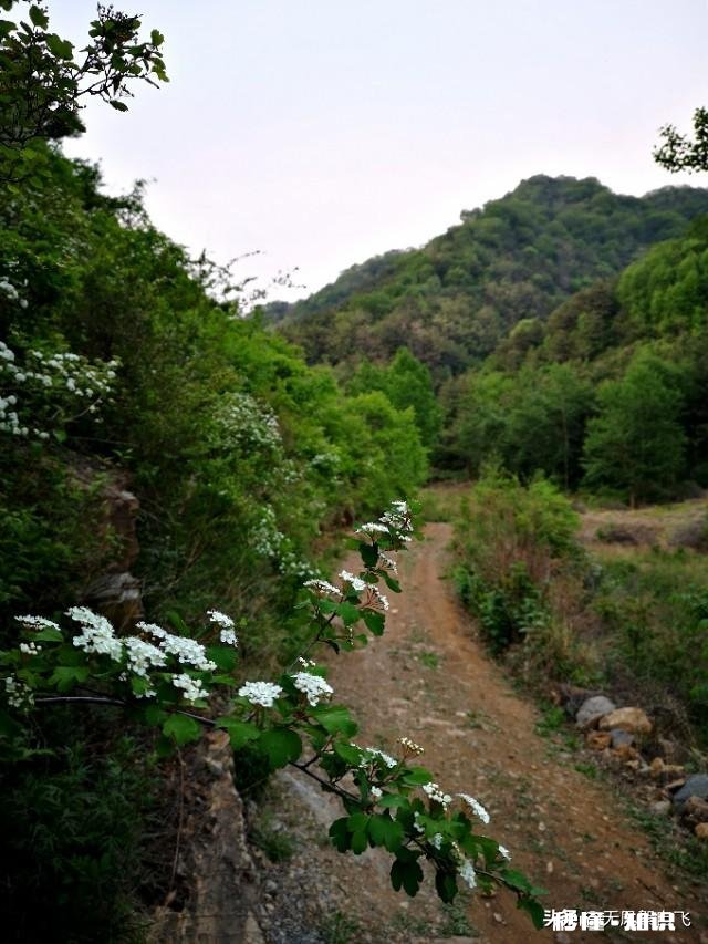 又到拍摄花儿的季节，如何利用花儿的美丽来抒发情感