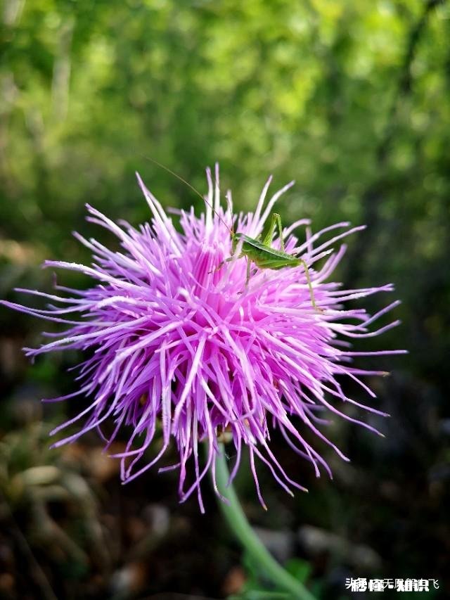 又到拍摄花儿的季节，如何利用花儿的美丽来抒发情感