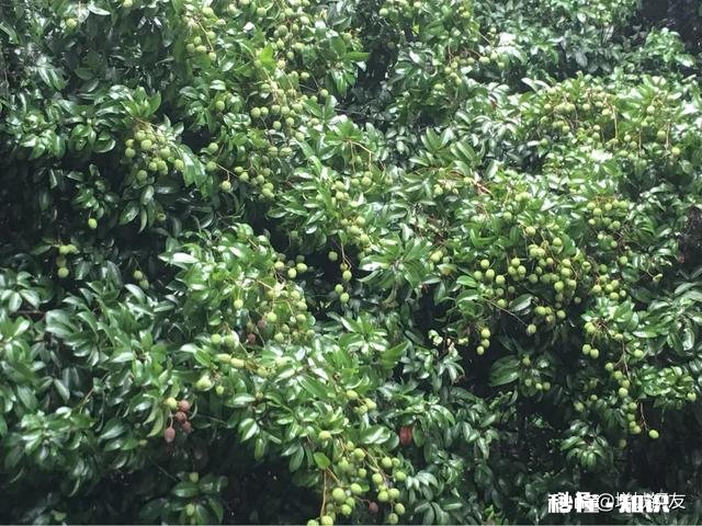 农民责任田被承包人栽荔枝树怎么办