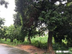 农民责任田被承包人栽荔枝树怎么办