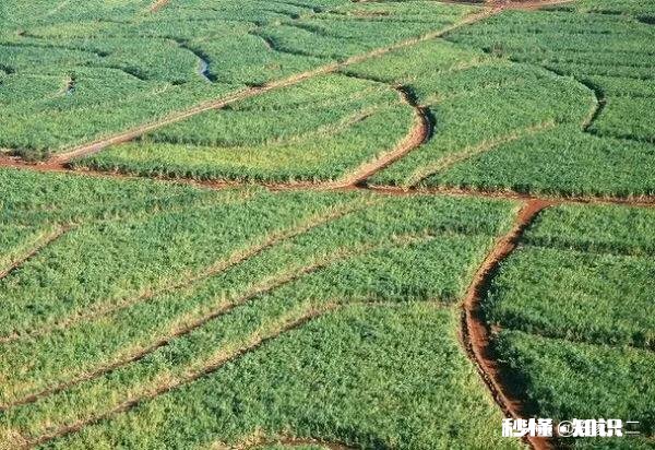 农民责任田被承包人栽荔枝树怎么办