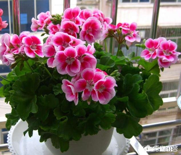 天竺葵花叶越长越小，花边皱皱的是啥原因