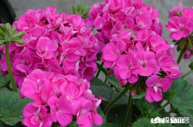 天竺葵花叶越长越小，花边皱皱的是啥原因