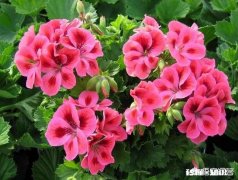 天竺葵花叶越长越小，花边皱皱的是啥原因