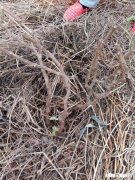 蓝宝石葡萄树苗现在还能种活不，可以嫁接什么树