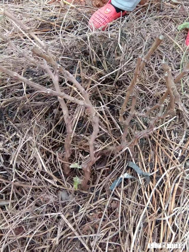 蓝宝石葡萄树苗现在还能种活不，可以嫁接什么树