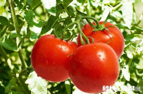 番茄炒鸡蛋历史哪个时期开始有的呢