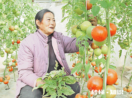 番茄炒鸡蛋历史哪个时期开始有的呢