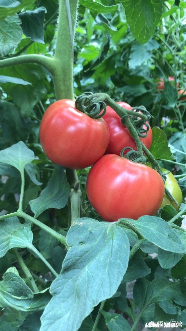 番茄炒鸡蛋历史哪个时期开始有的呢