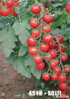 番茄炒鸡蛋历史哪个时期开始有的呢