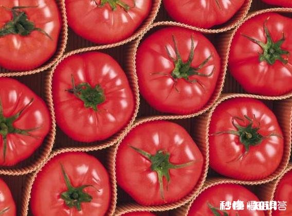 番茄炒鸡蛋历史哪个时期开始有的呢