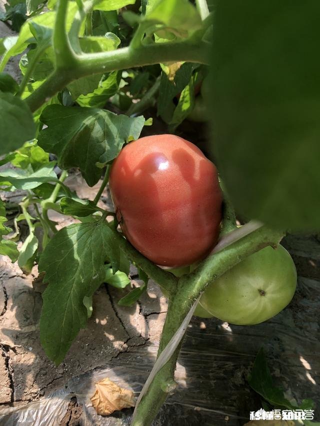 番茄炒鸡蛋历史哪个时期开始有的呢