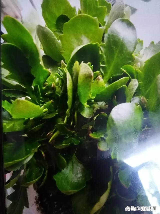 我的长寿花起白斑怎么处理