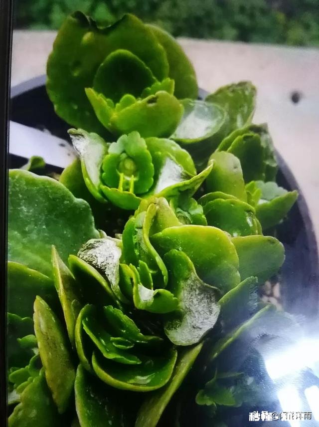 我的长寿花起白斑怎么处理