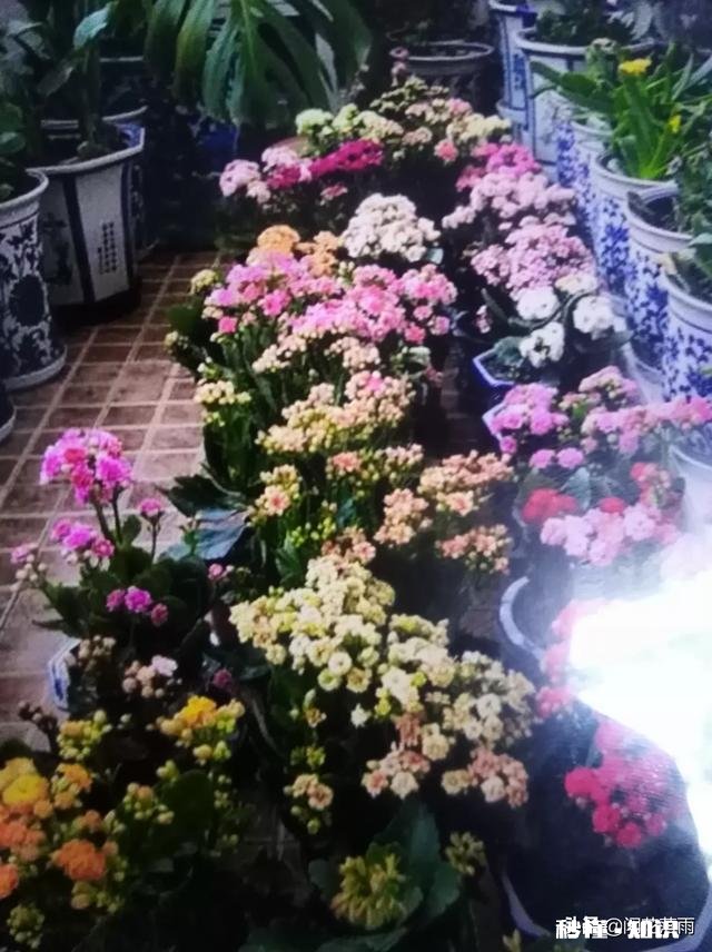 我的长寿花起白斑怎么处理