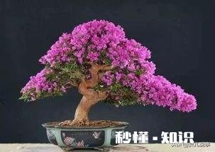 三角梅缓苗多久