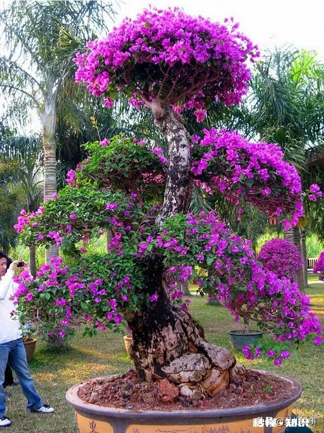 三角梅缓苗多久