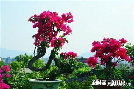 三角梅缓苗多久