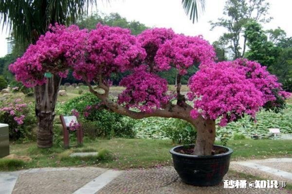 三角梅缓苗多久