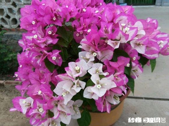 三角梅缓苗多久