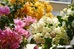 三角梅缓苗多久