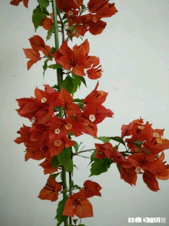 三角梅缓苗多久